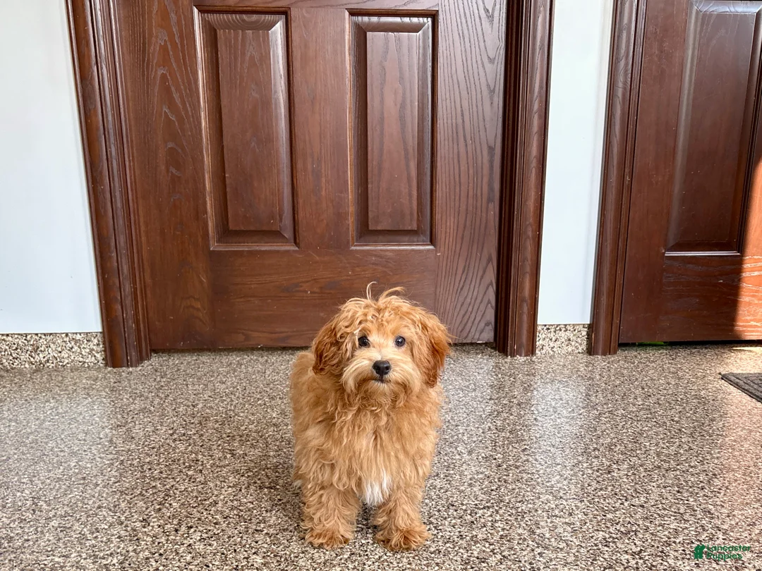 Havapoo dogs for sale: Havapoo Puppy 3 - Ad 1