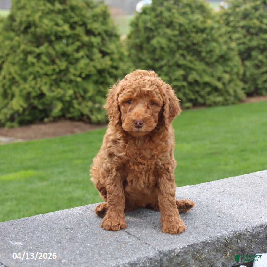 Goldendoodle dogs Sunny  - Ad 2