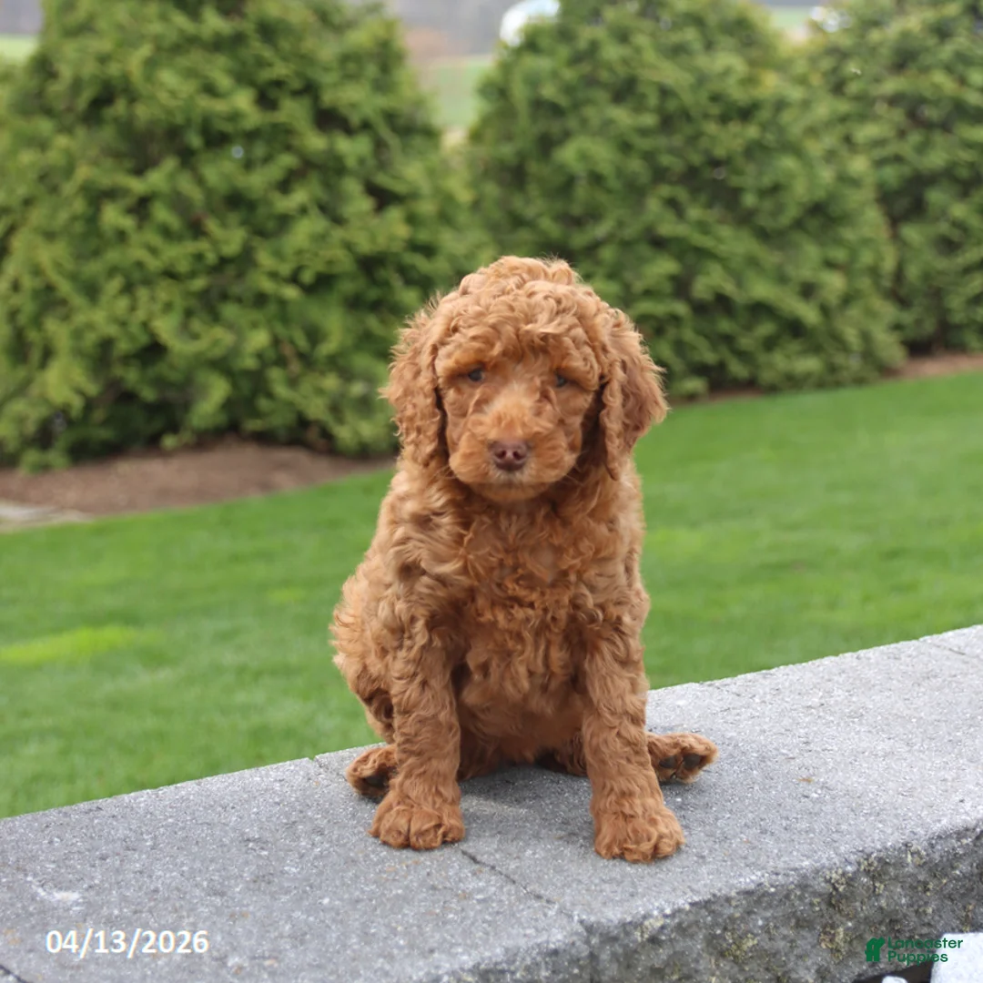 Goldendoodle dogs for sale: Sunny  - Ad 2