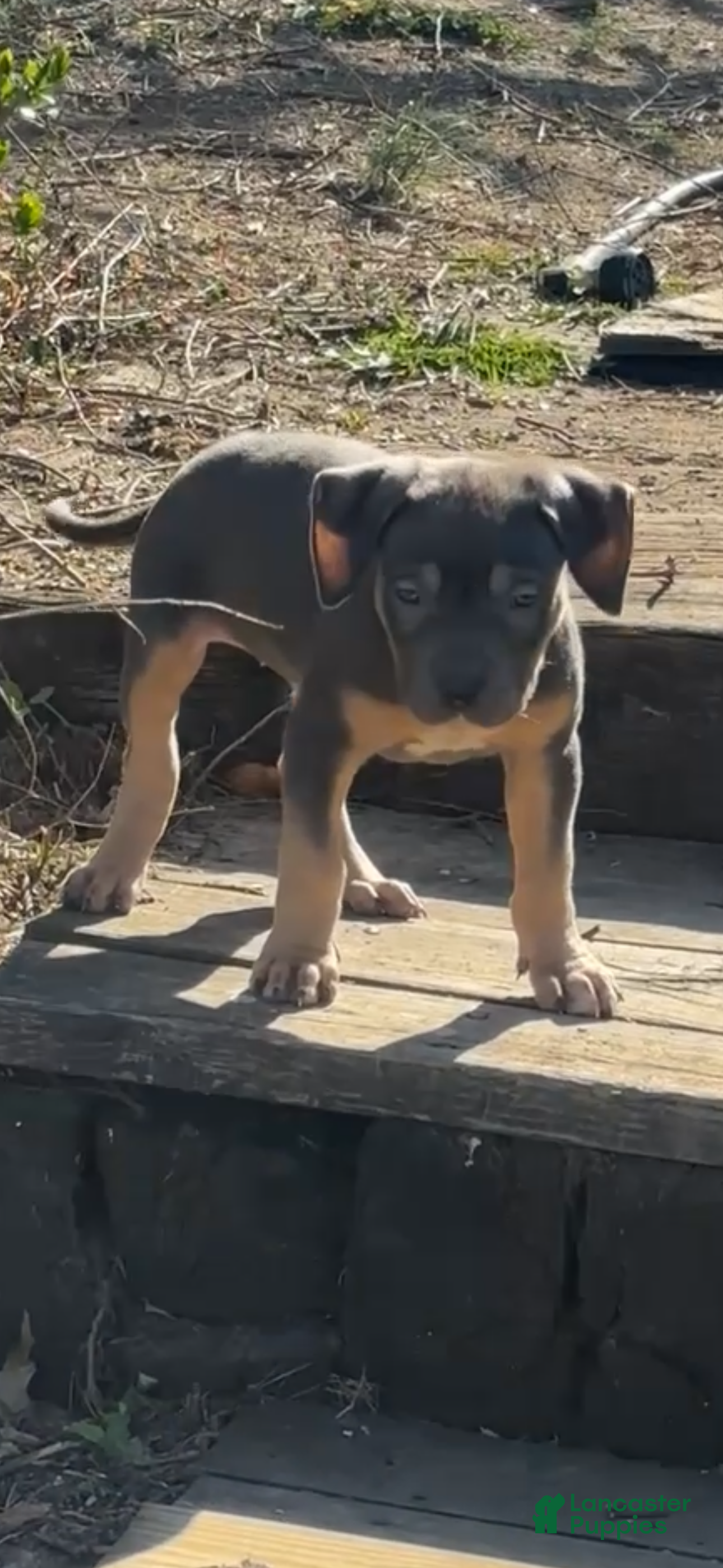 American Bully dogs American Bully Puppy 8 - Ad 2