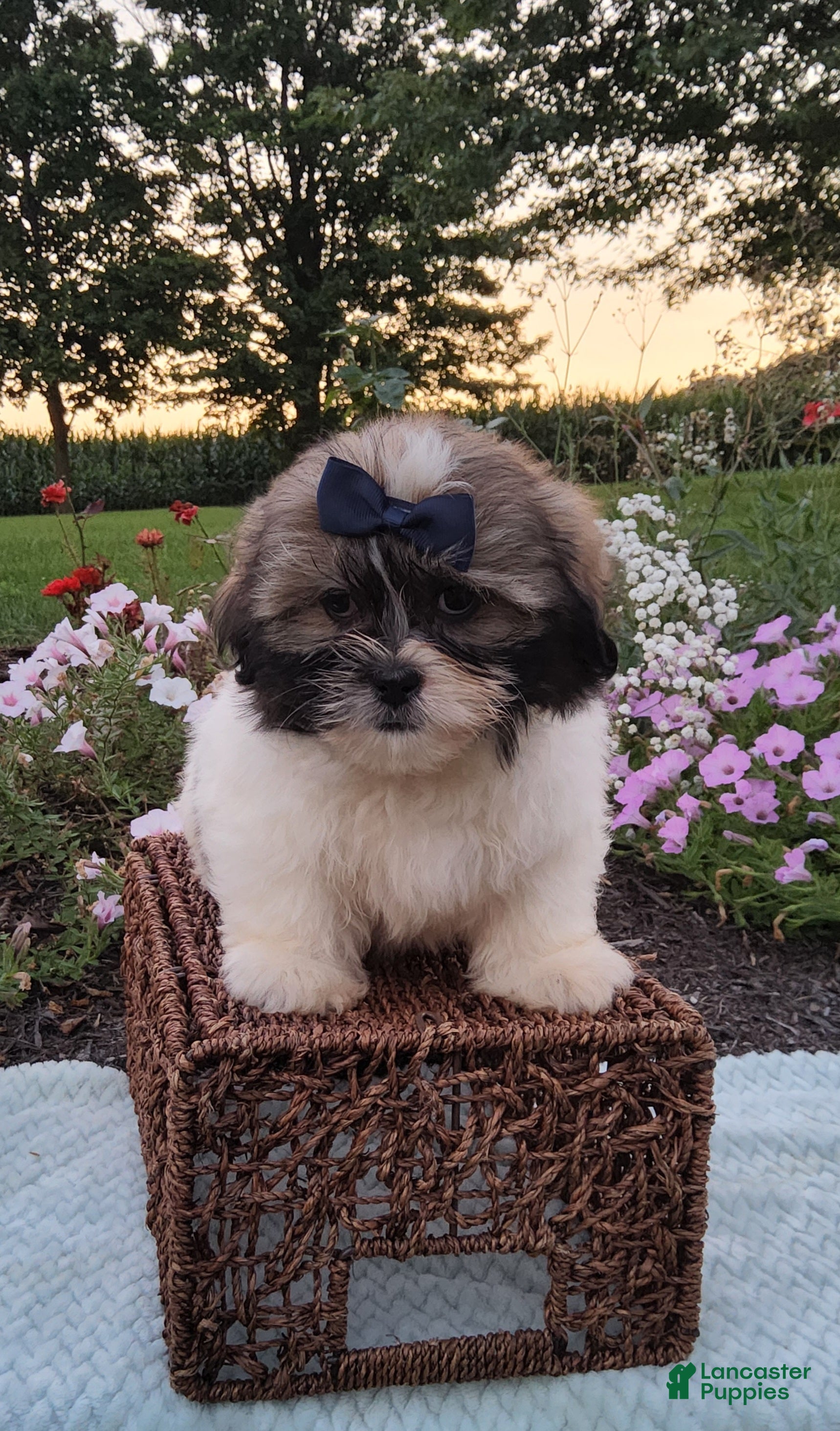 Shih Tzu dogs Biscuit - Ad 1
