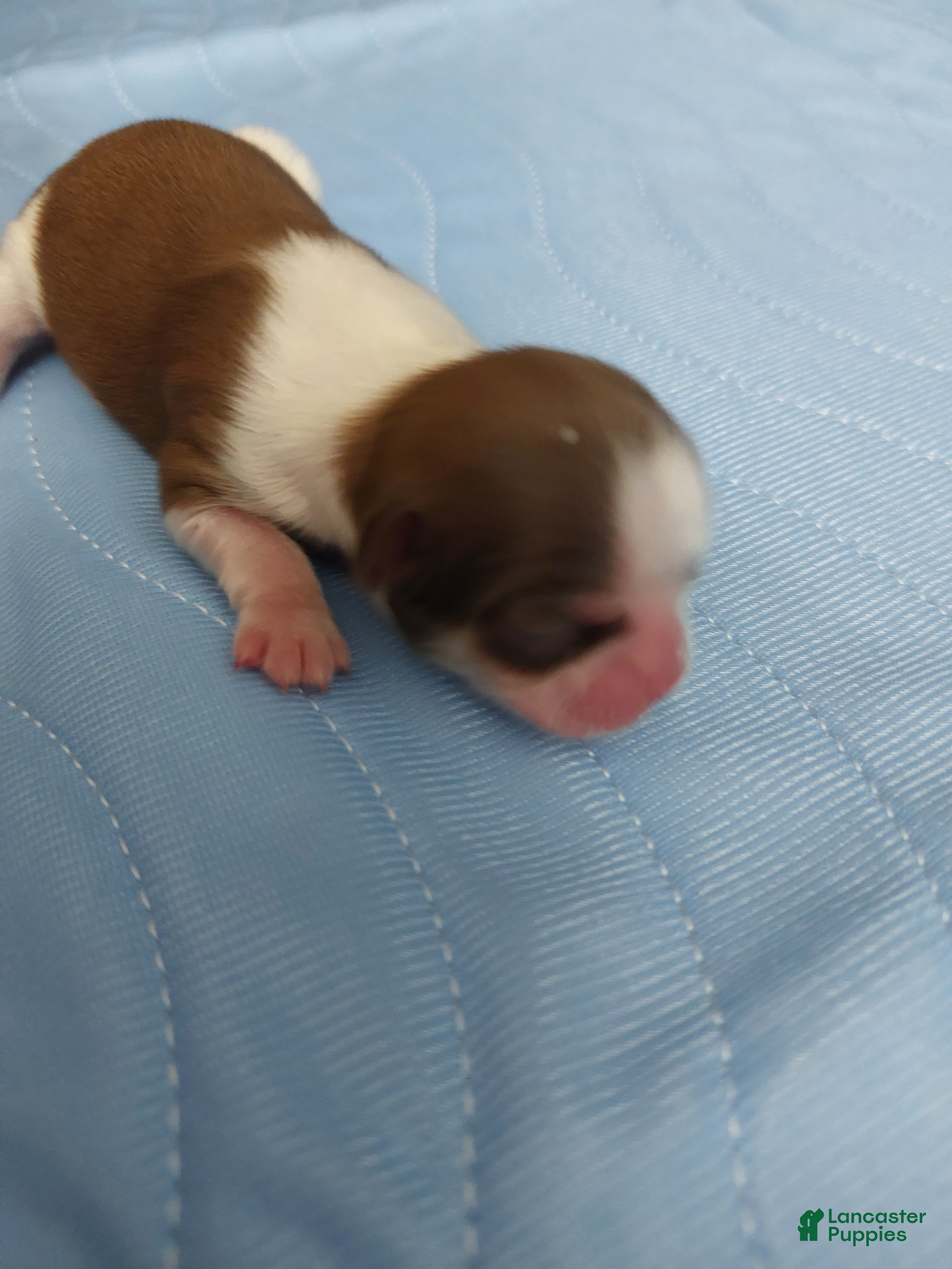 Shih Tzu dogs ROGER - Ad 25