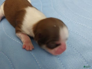 Shih Tzu dogs ROGER - Ad 23