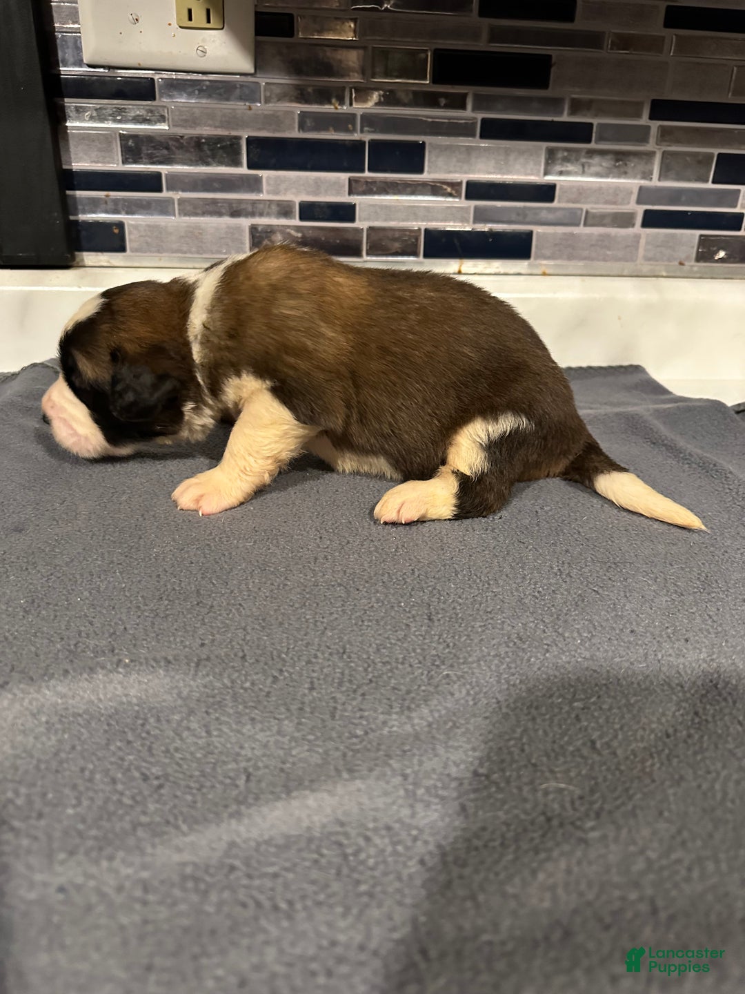 Saint Bernard dogs for sale: Puppy 3 - Ad 12