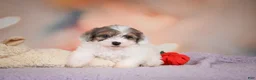 Maltipoo dogs for sale: Dusty - Ad 8