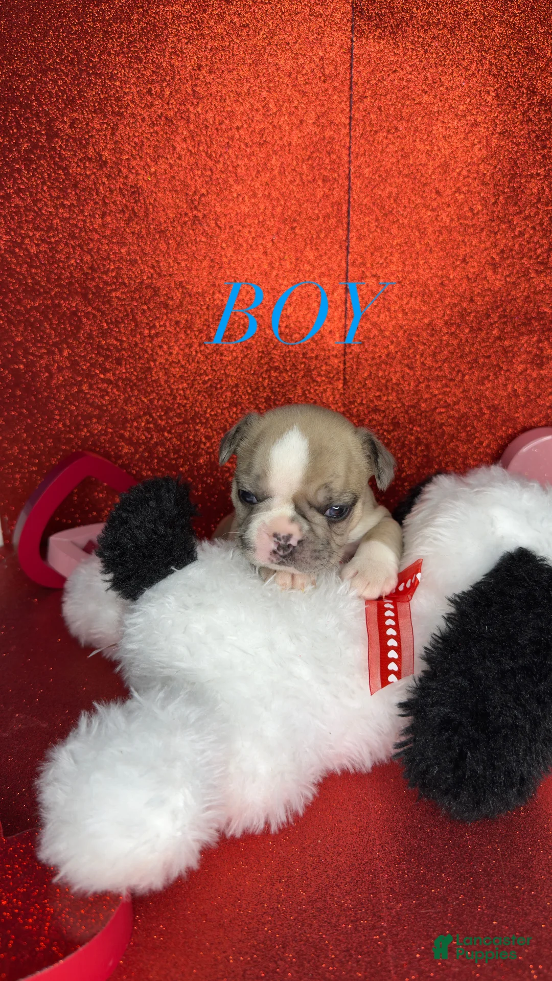 French Bulldog dogs for sale: Milo - Ad 1