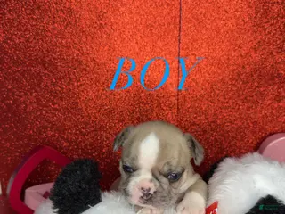 French Bulldog dogs Milo - Ad 10