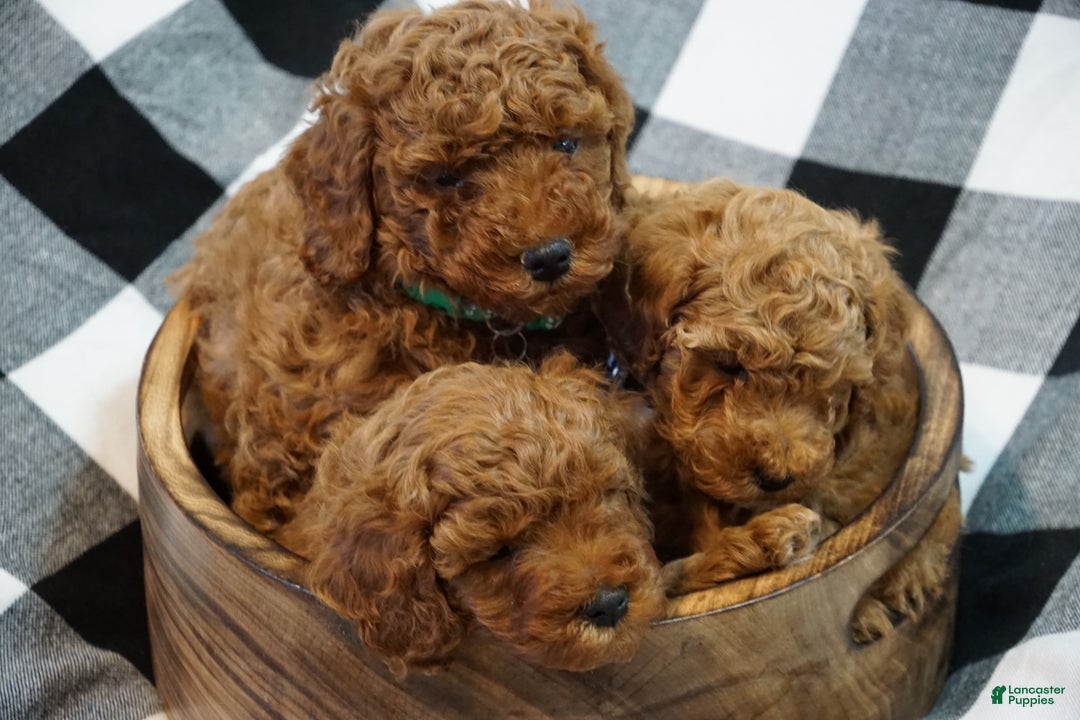 Miniature Poodle dogs for sale: Chester - Ad 9