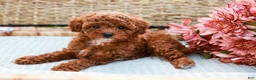 Toy Poodle dogs for sale: Beauty - Ad 6