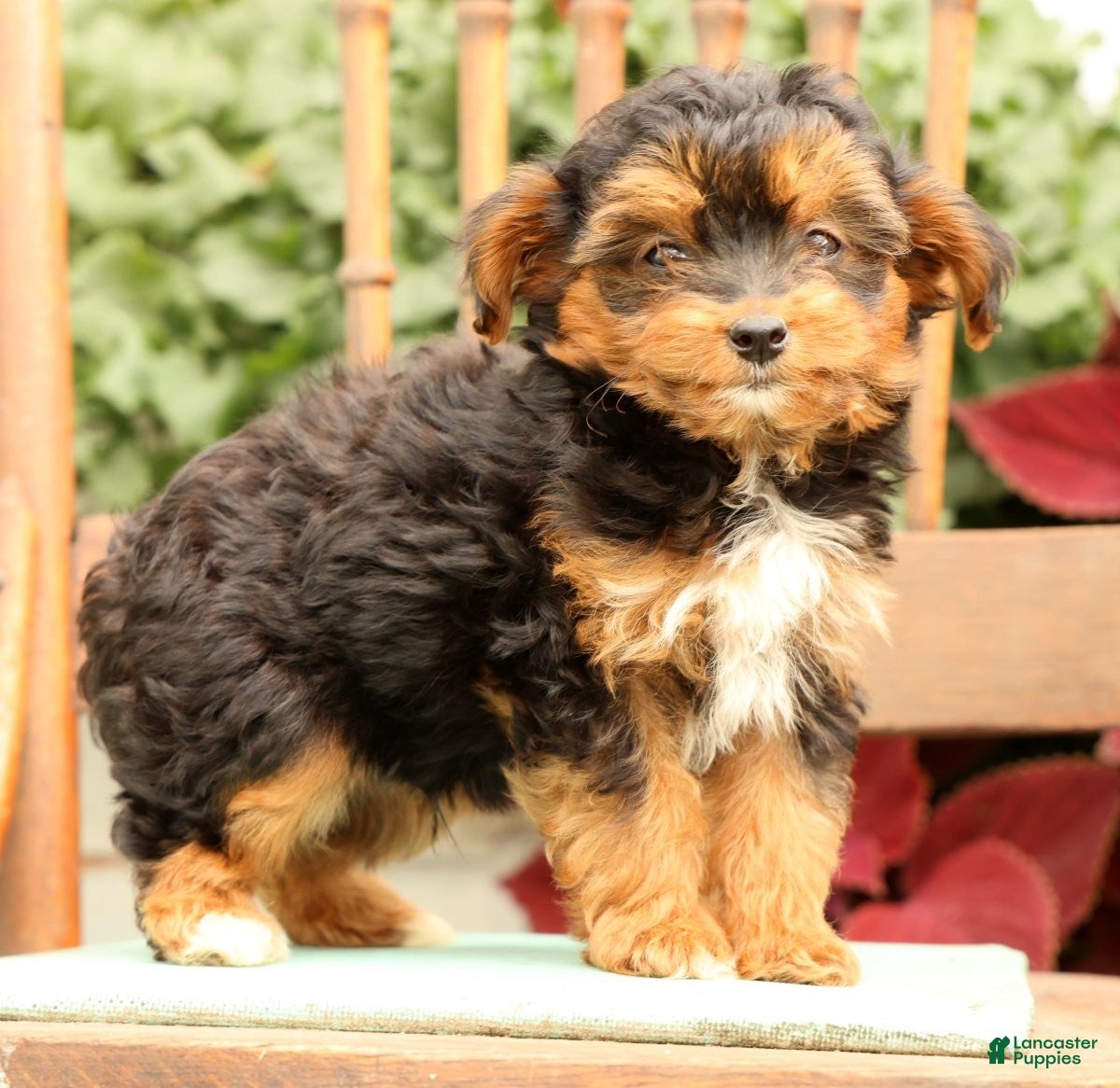 Morkie dogs Doogie - Ad 2