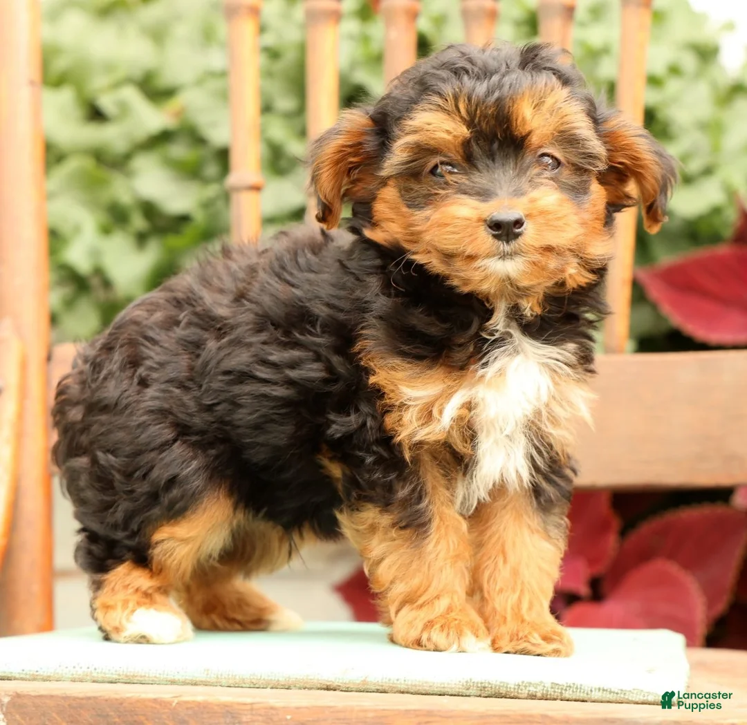Morkie dogs for sale: Doogie - Ad 2