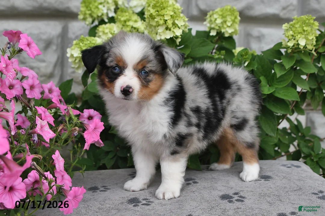 Miniature Australian Shepherd dogs for sale: Arie - Ad 1
