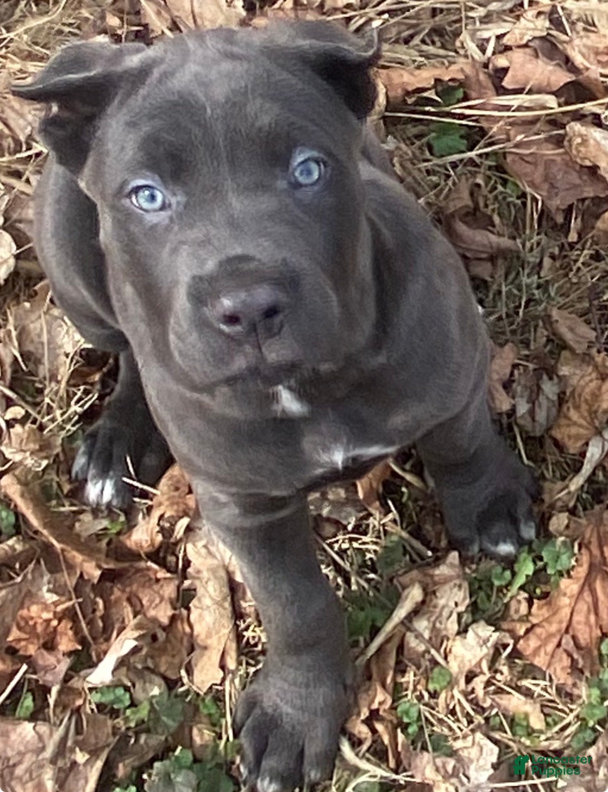 Cane Corso dogs Cane Corso Puppy 9 - Ad 2