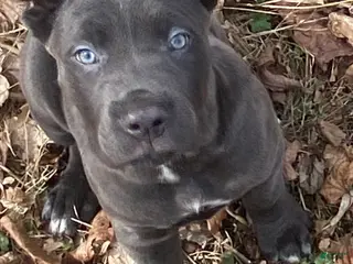Cane Corso dogs Cane Corso Puppy 9 - Ad 2