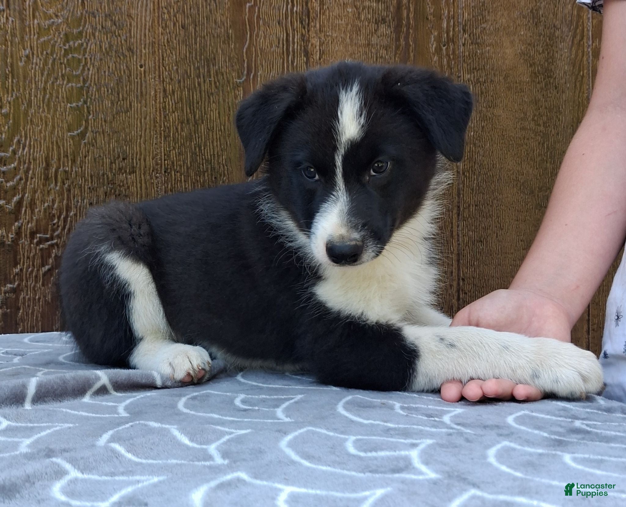 Australian Shepherd dogs for sale: Australian Shepherd 1 - Ad 3