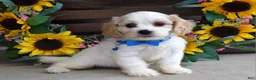 Cavachon dogs for sale: Tyson - Ad 7