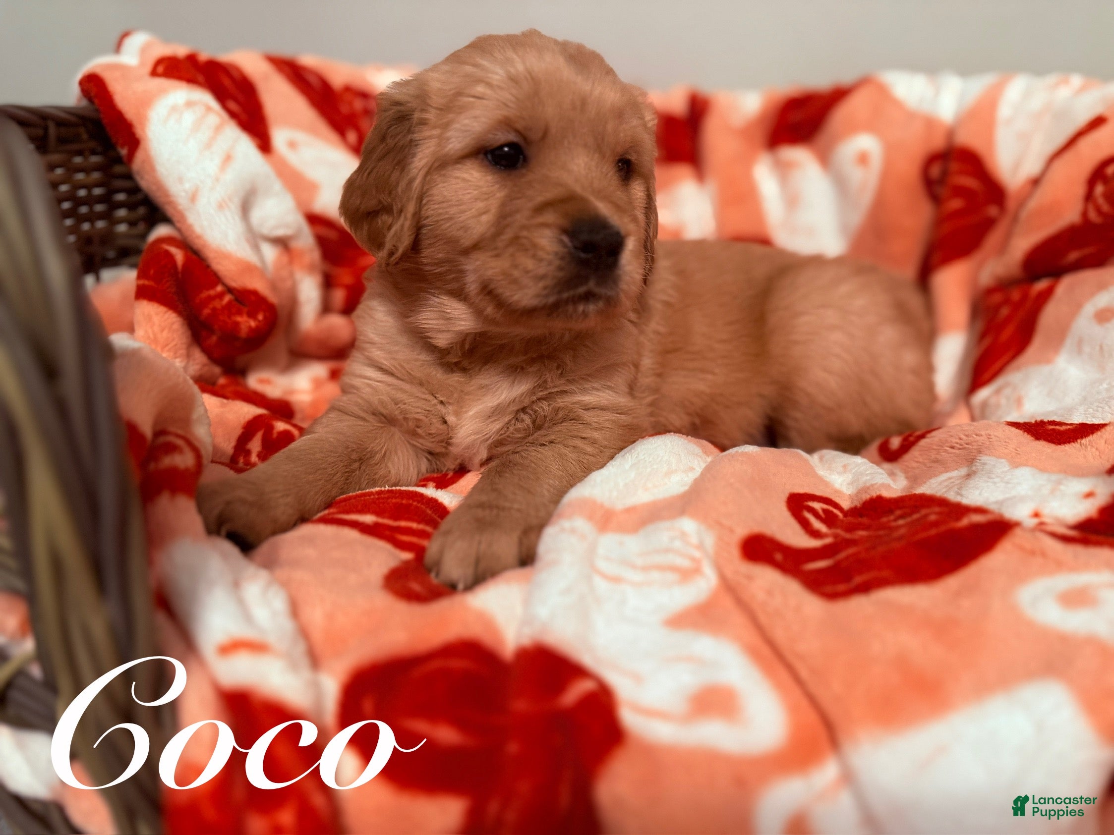 Golden Retriever dogs Golden Retriever Puppy 5 - Ad 22