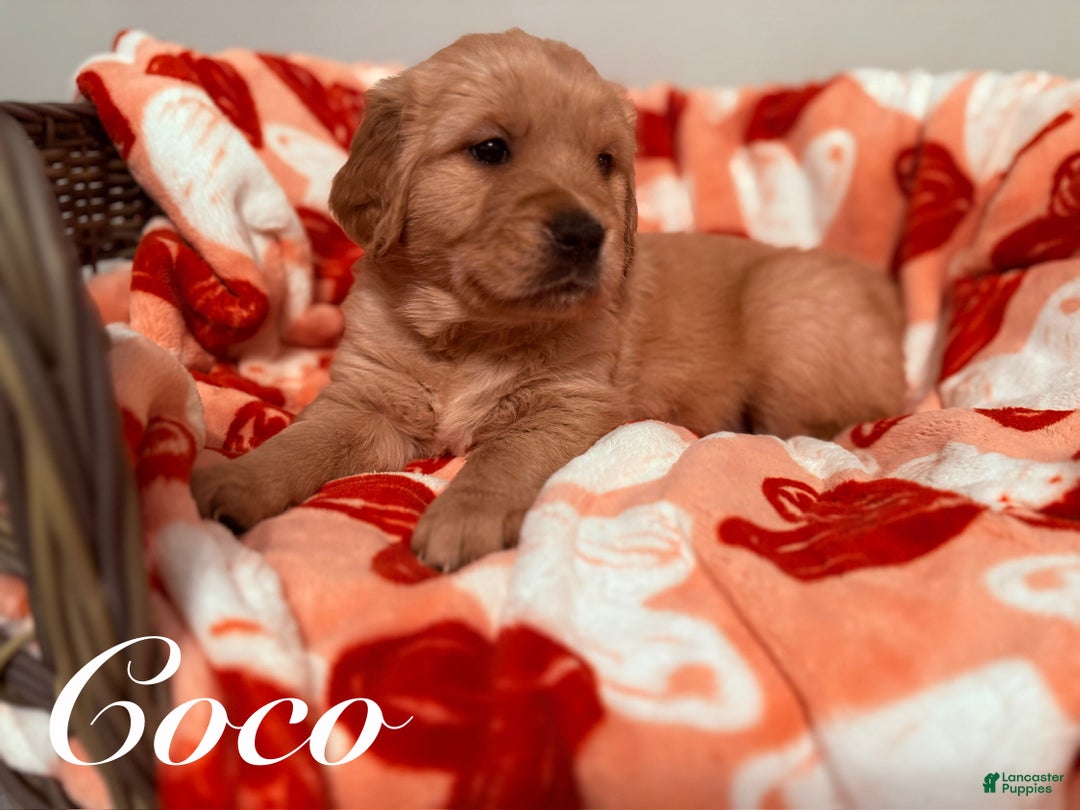 Golden Retriever dogs for sale: Golden Retriever Puppy 5 - Ad 1