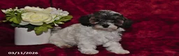 Maltipoo dogs for sale: Sparky - Ad 4