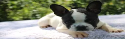 French Bulldog dogs for sale: MISS PIGGY- FLUFFY CARRIER (bottle baby) - Ad 3
