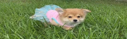 Mixed Breed dogs for sale: Mixed Breed 2 - Ad 4