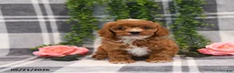 Cockapoo dogs for sale: Kara - Ad 1