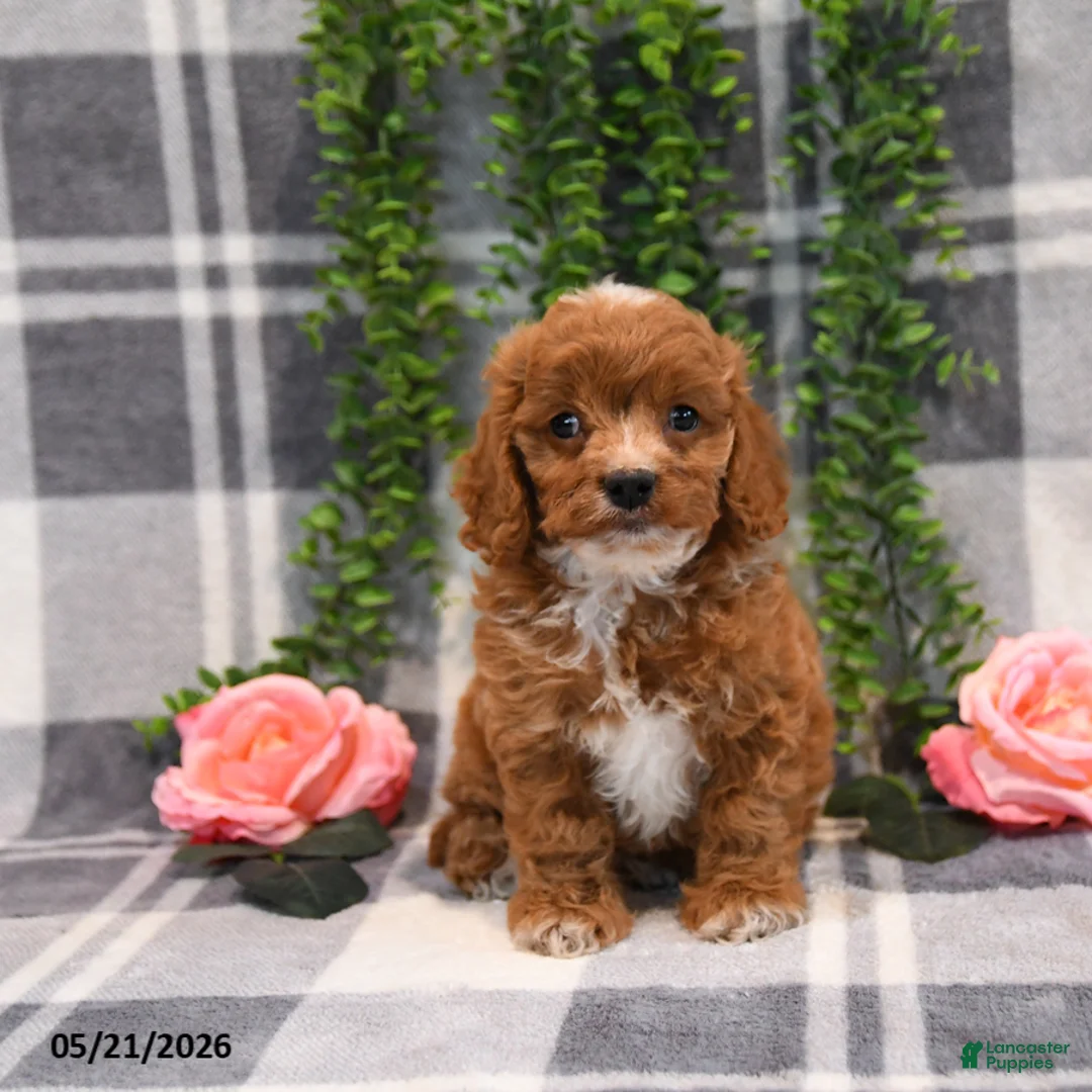 Cockapoo dogs for sale: Kara - Ad 1
