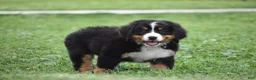 Bernese Mountain Dog dogs for sale: Princess - Ad 11