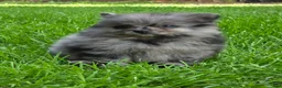 Pomeranian dogs for sale: Girl - Ad 2