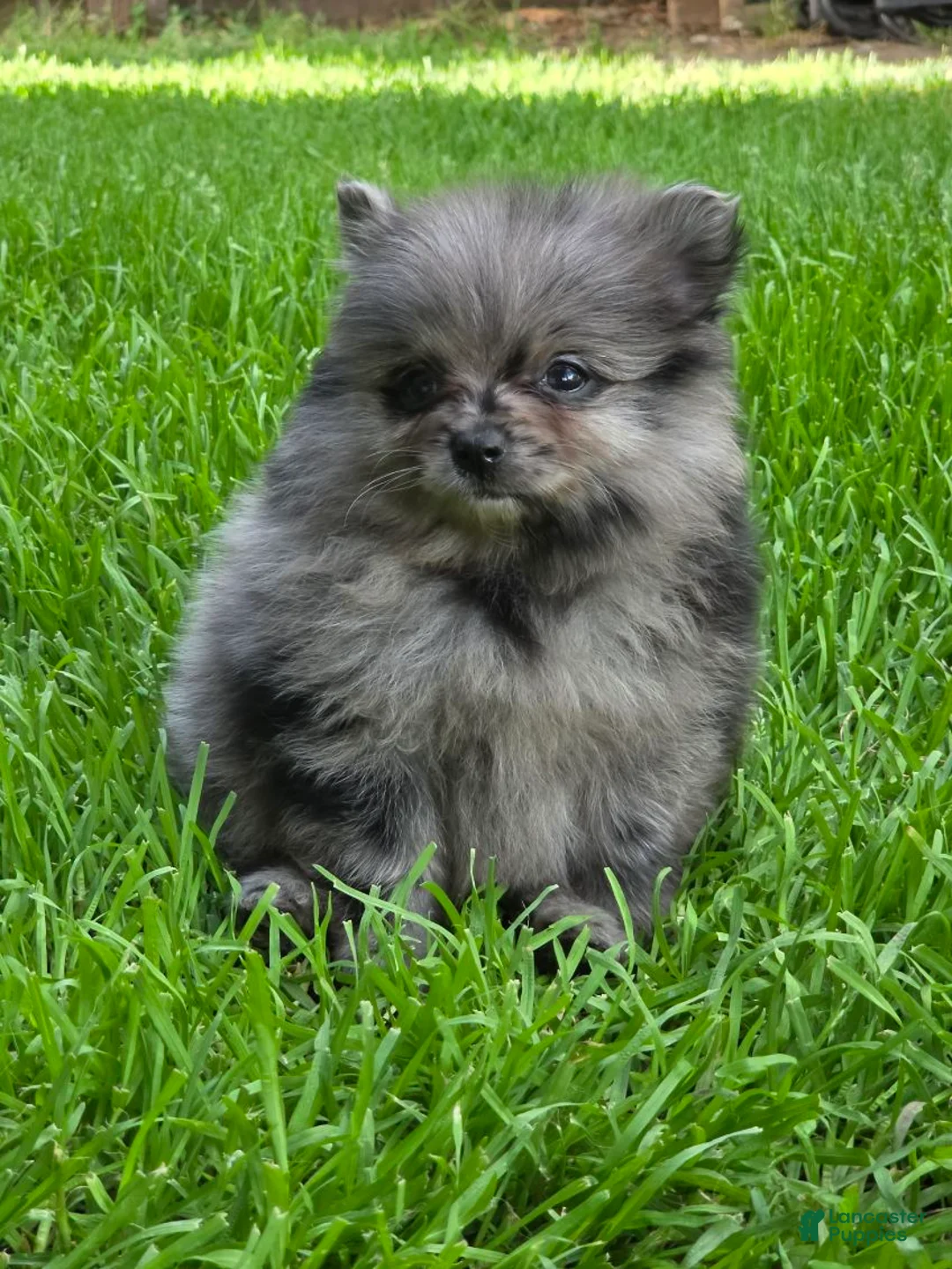Pomeranian dogs for sale: Girl - Ad 2