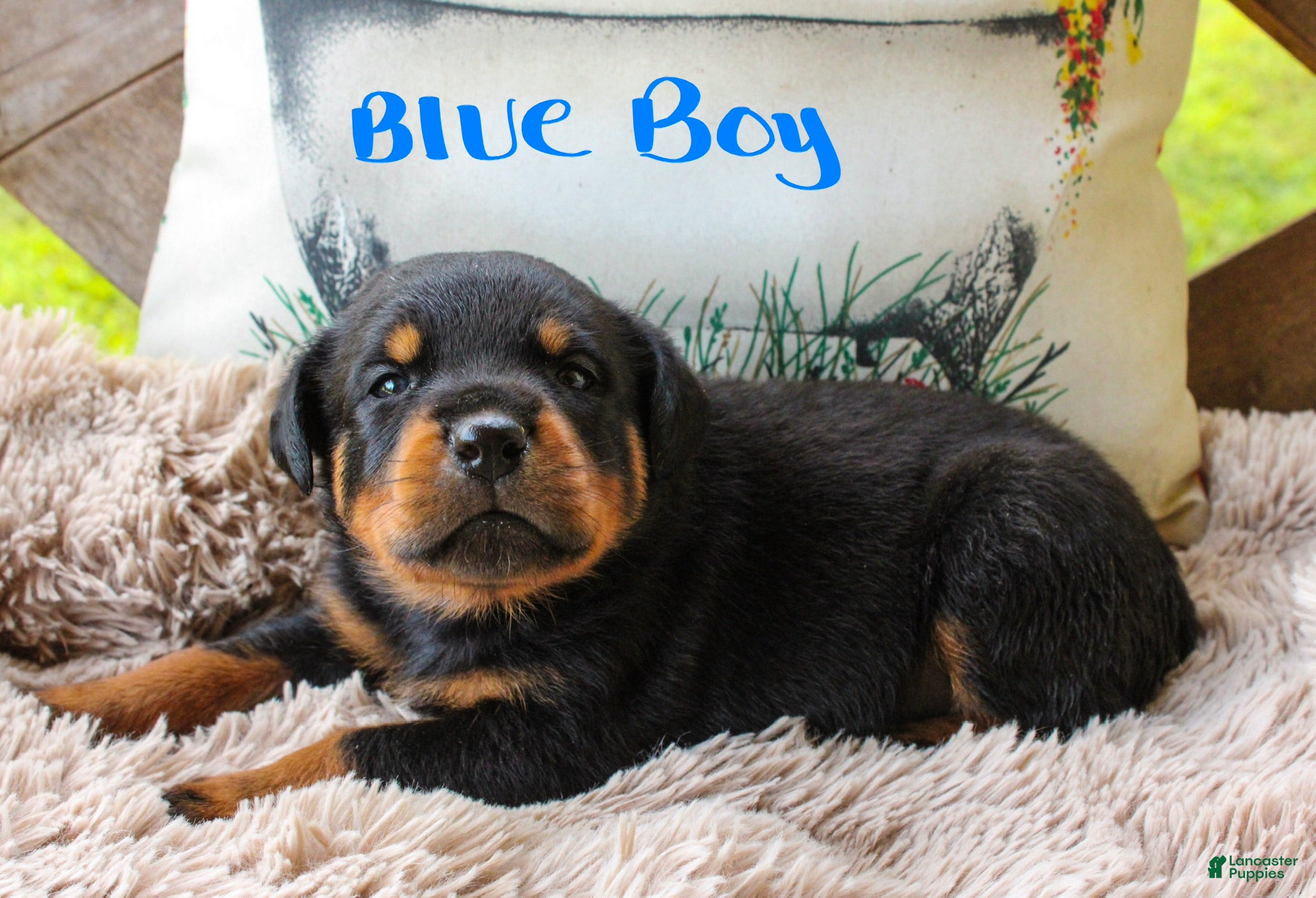 Rottweiler dogs Rottweiler 2 - Ad 21