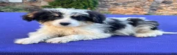 Bernedoodle dogs for sale: Smalls - Ad 3