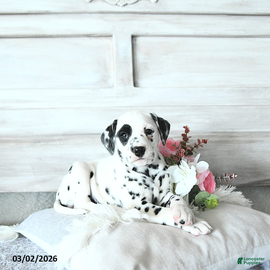 Dalmatian dogs Zoey - Ad 1