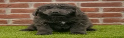 Newfoundland dogs for sale: Jasmine - Ad 3