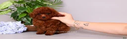 Toy Poodle dogs for sale: HELIOS — FIERY RED TOY POODLE BOY - Ad 1