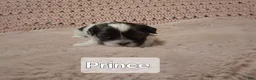 Shih Tzu dogs for sale: Prince - Ad 3