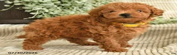 Miniature Poodle dogs for sale: Quintessa - Ad 3