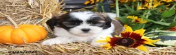 Shih Tzu dogs for sale: Autumn - Ad 3