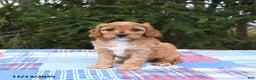 Cavapoo dogs for sale: Franklin - Ad 2
