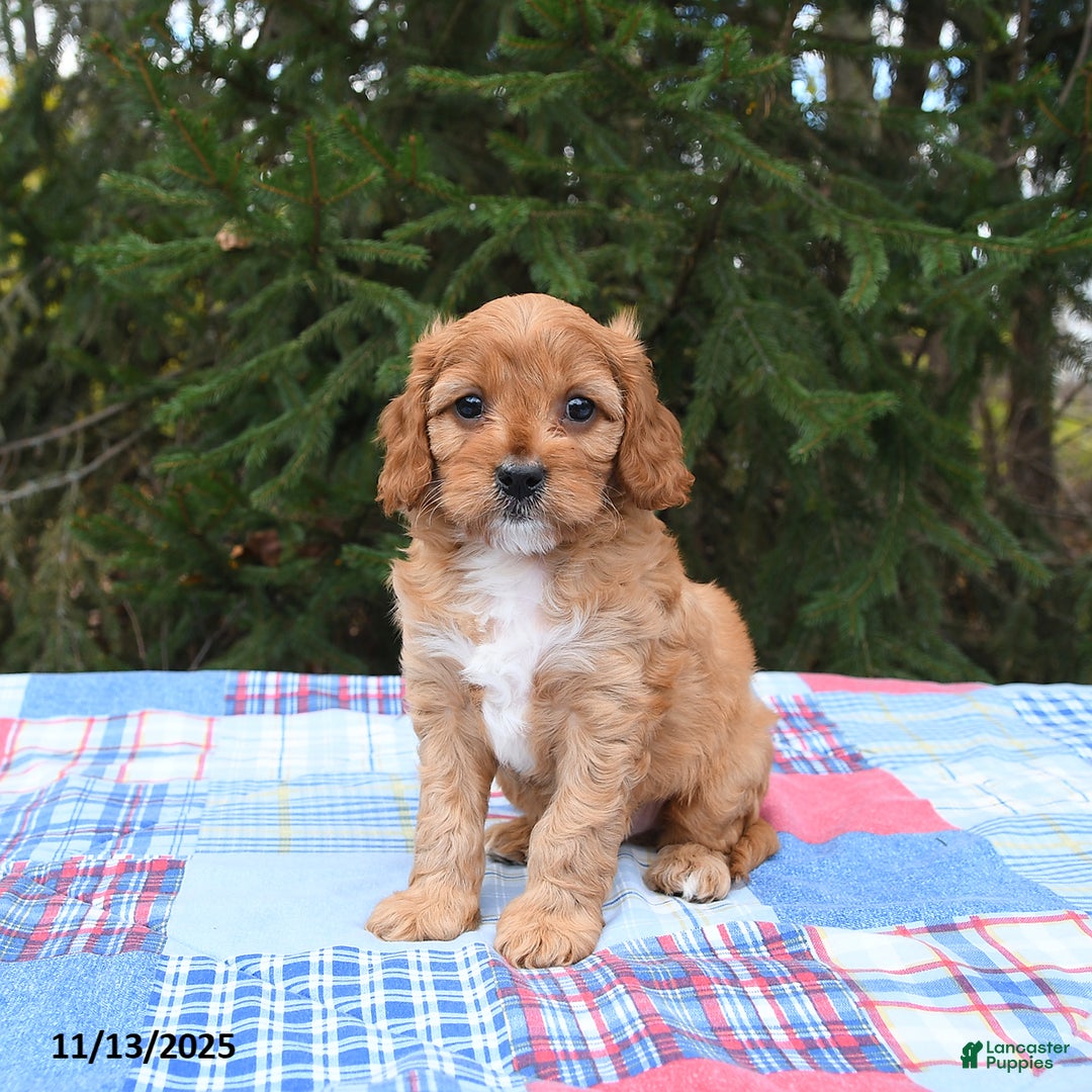 Cavapoo dogs for sale: Franklin - Ad 2