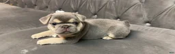 French Bulldog dogs for sale: Dolce  - Ad 5