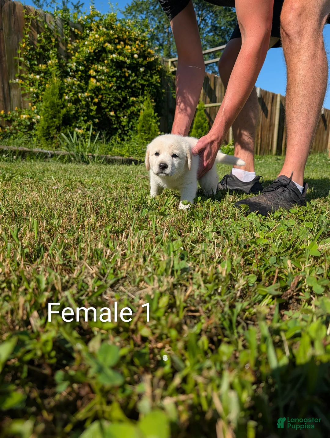 Mixed Breed dogs for sale: American Pyre 5 - Ad 2