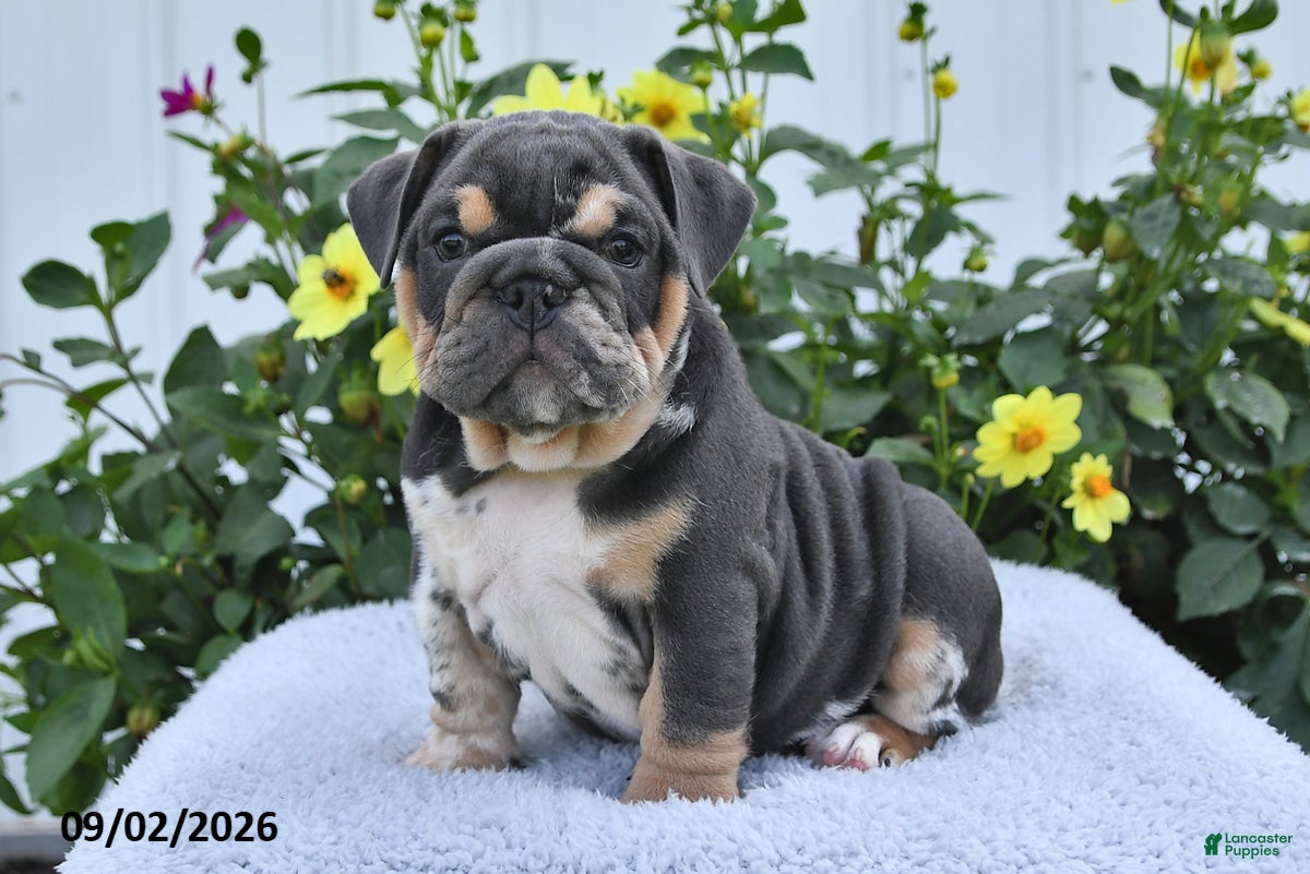 English Bulldog dogs Patrick - Ad 2