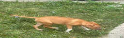 Mixed Breed dogs for sale: Mixed Breed 1 - Ad 2