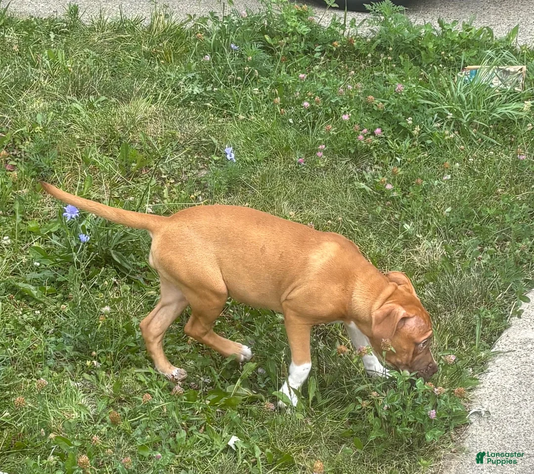 Mixed Breed dogs for sale: Mixed Breed 1 - Ad 2