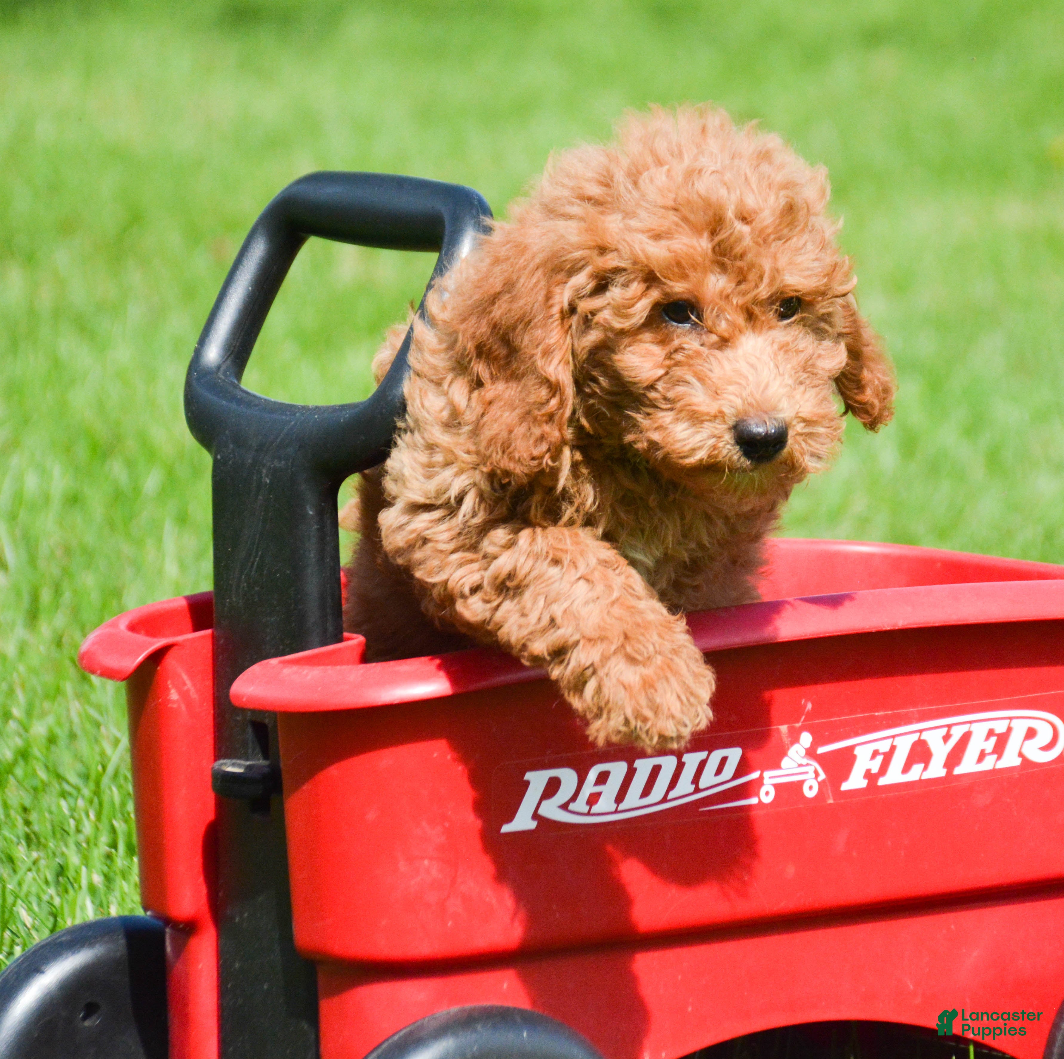Mini Goldendoodle dogs Deva Mini Goldendoodle 3 - Ad 1