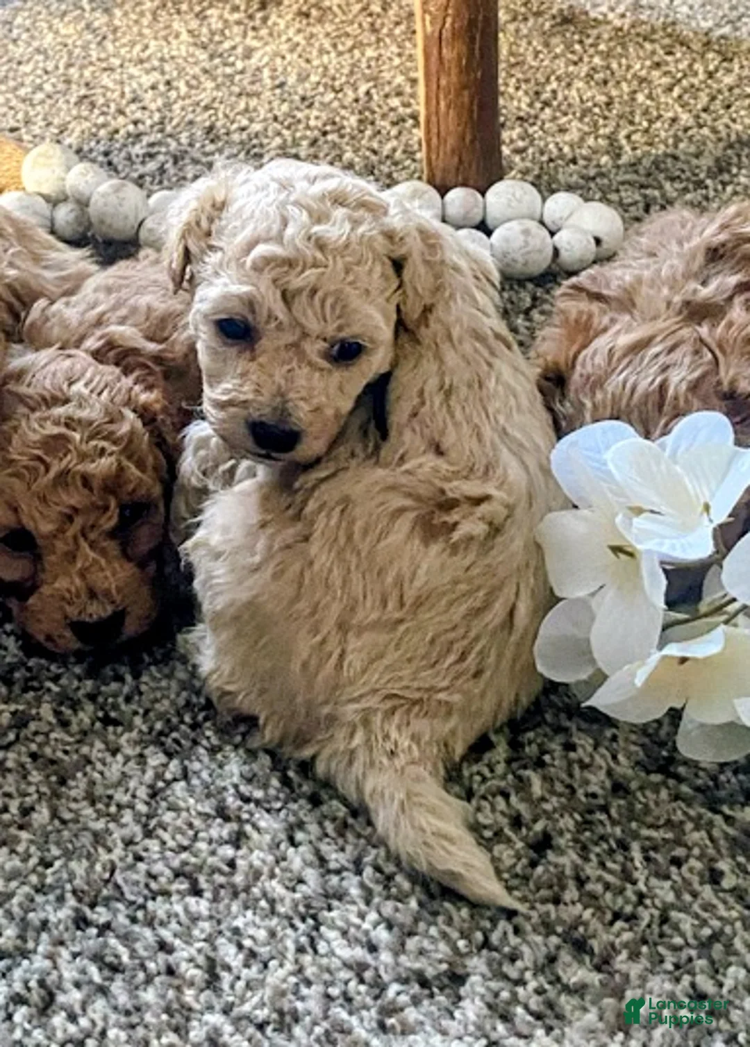 Toy Poodle dogs for sale: SWEET CAMERON  - Ad 5