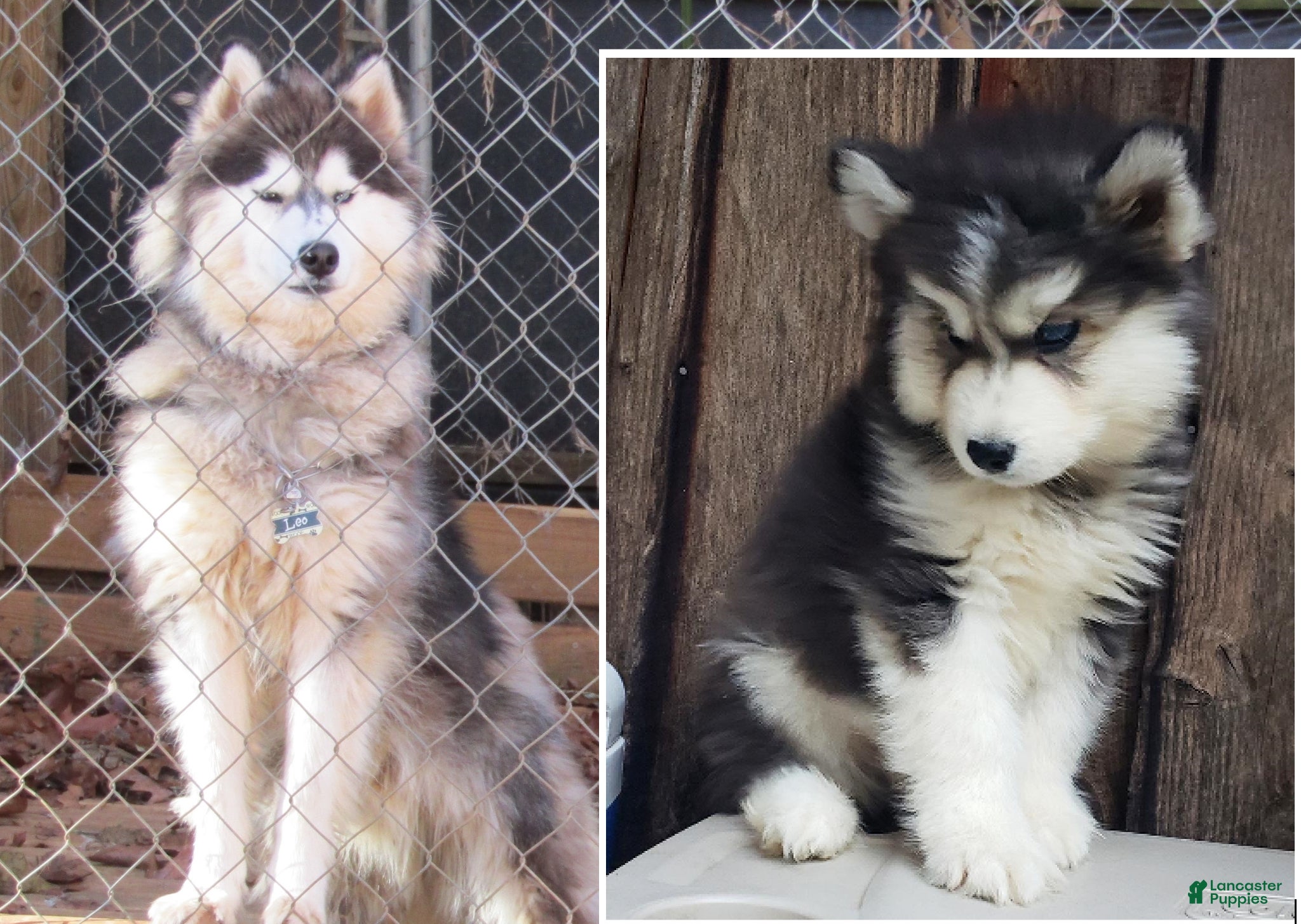 Siberian Husky dogs Wooly Leo - Ad 2