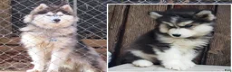 Siberian Husky dogs for sale: Wooly Leo - Ad 2