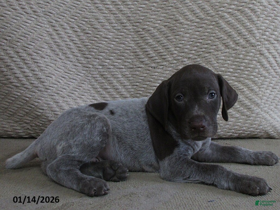German Shorthaired Pointer dogs Elmira - Ad 2